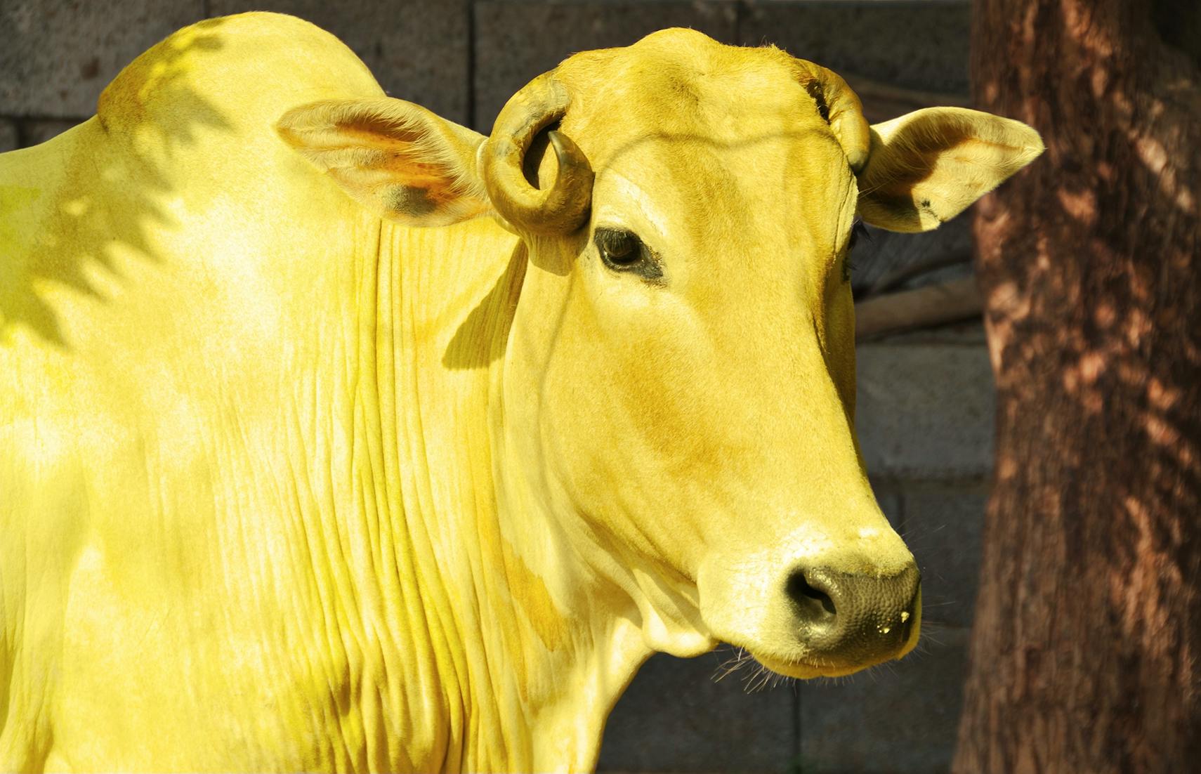 Picture of Yellow Cow